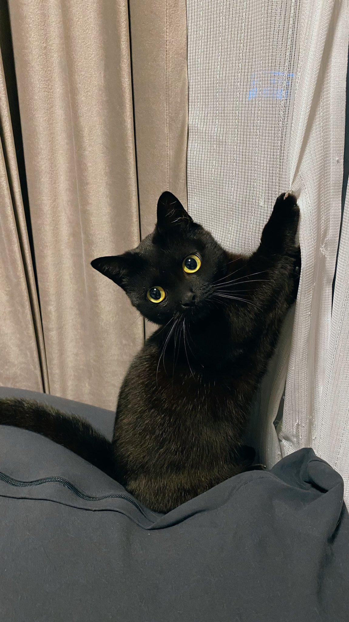 かわいい黒猫ハーブ🌿 on X: 