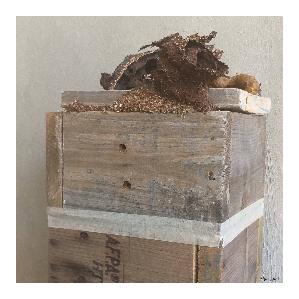 Jair_GoCh's tweet photo. #12 #may #2019 #remember #automaticcamera #camera #sepia #sepiaphotography #light #daylight #green #bee #bees #nativebee #nativebees #campeche #Mexico https://t.co/tWFyTdXEZi