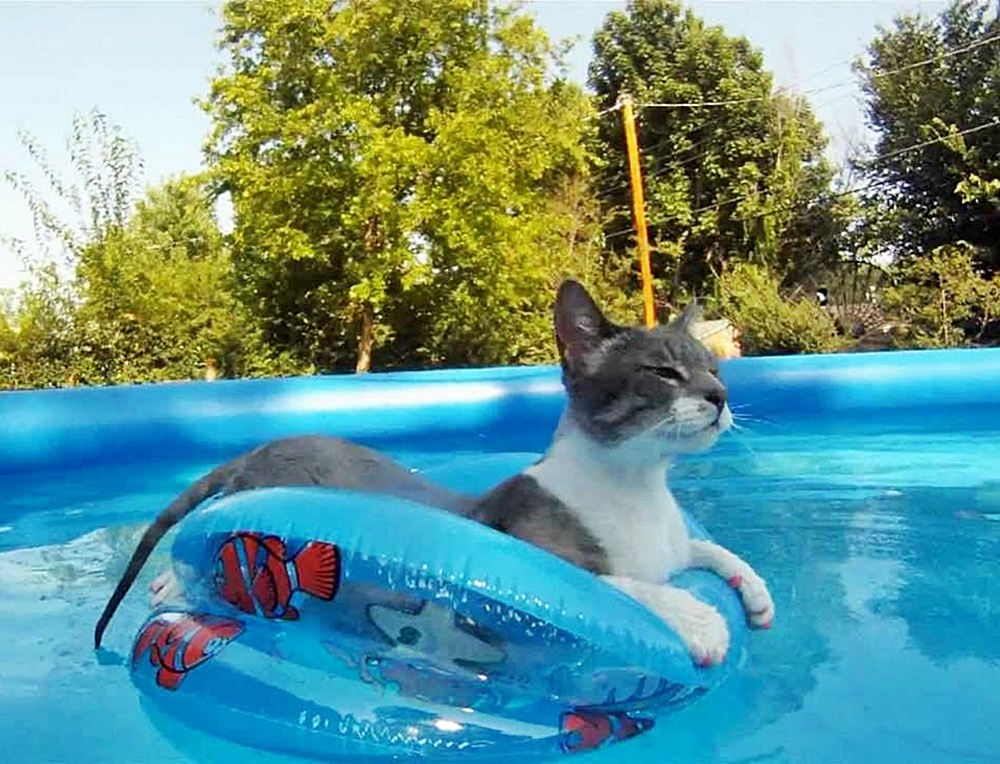 Havilah_V's tweet photo. #Caturday:
#Summer #SummerTime #SummerVacation #Vacation #VacationFun #VacationAdventure #Cat #Cats #CatsInCostumes #SwimmingPool #PoolFloat #SwimFloat https://t.co/q9pfOTOQLv