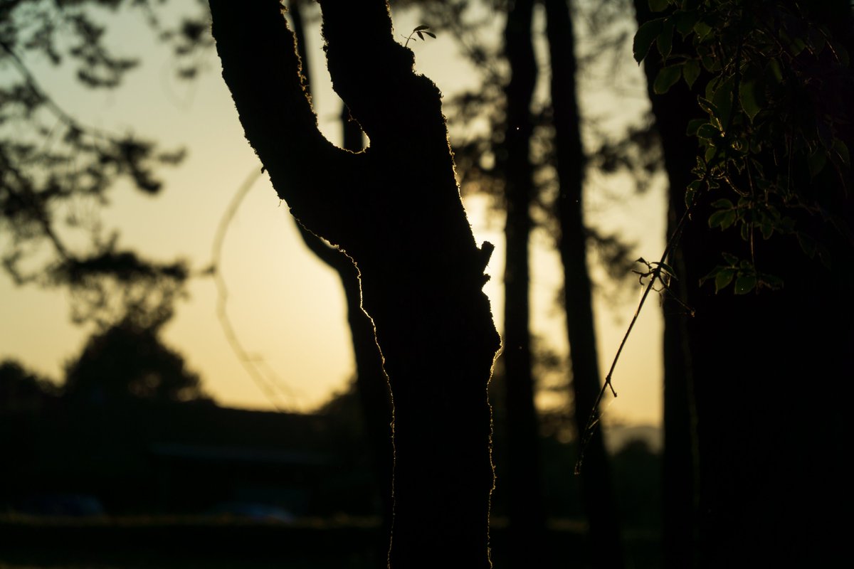itsDzon's tweet photo. golden hour
#photography #sun #silhouette #trees 
Nikšić, 🇲🇪
📷 a6000 + 1st(sigma30mm) 2nd and 3rd(sony18-105mm) https://t.co/Cqjnm2e8sP