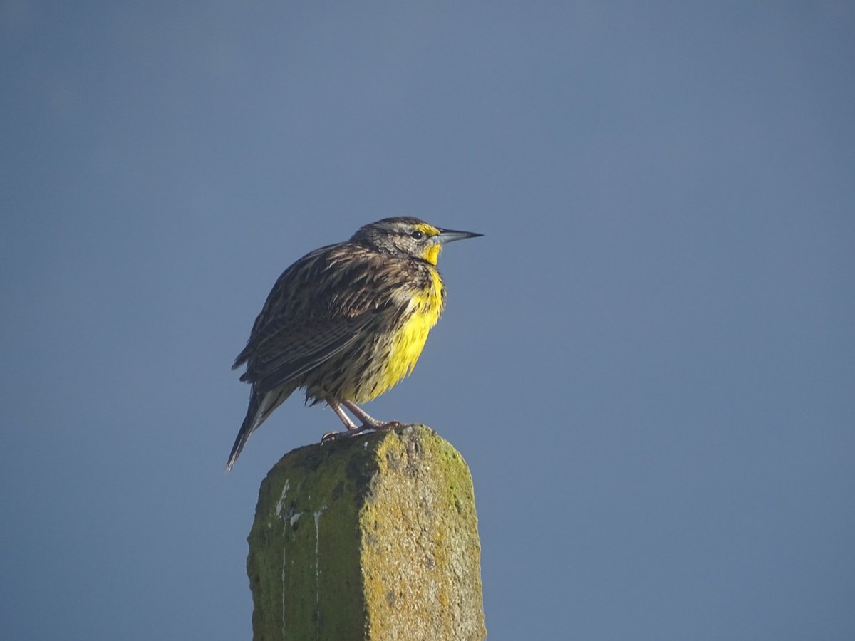Jamiejhagen's tweet photo. Saw so many birds today at #Chicaque Park in Colombia. First birds I saw was this Eastern meadowlark. Super common and I actually saw this bird before we even got into the park, but really love the floof on this one! Many more tomorrow. https://t.co/sRlccp29Wh