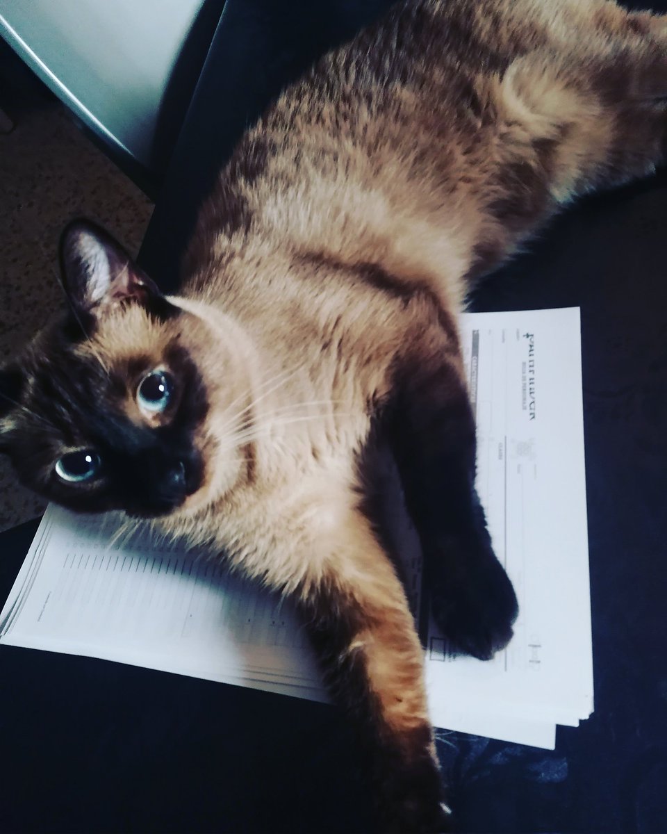 CafeConOreos's tweet photo. En toda familia peluda esta el gato perfecto que te hizo querer otro gato (Fujur, a la izq), y el gato terrorista que llegó para perturbar la paz familiar (Oreo, a la dcha).
#animallovers #furry #kitty #adopted #catlover #cats #siamese_army #siamese_cat #haspurring #babycat https://t.co/6zH26SeOos