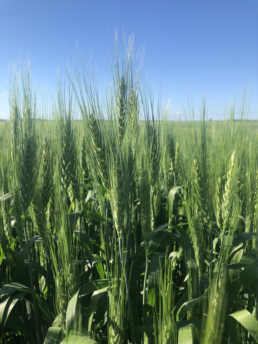 Over a inch of rain last night on our growing project. The wheats looking great. #endhunger