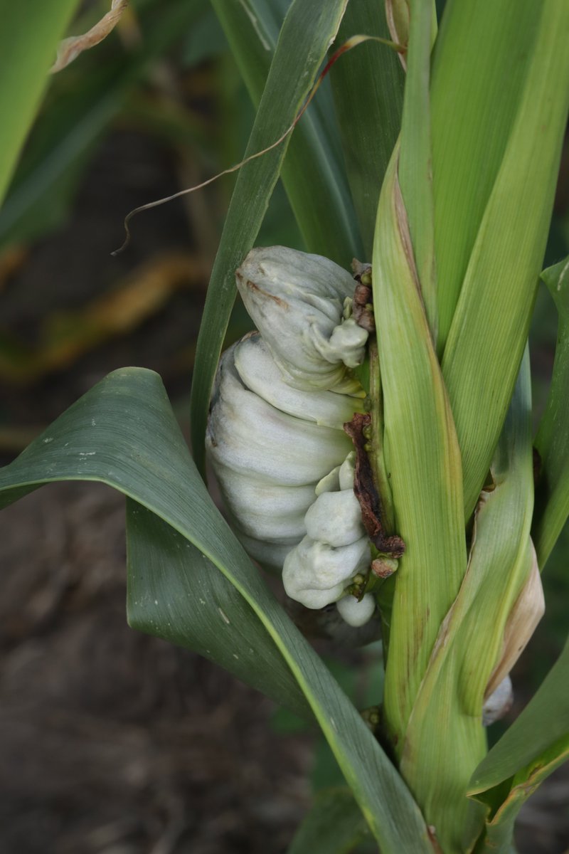 RPilze's tweet photo. Ustilago maydis ex Zea mays
#Ustilagomaydis #Ustilago #Brandpilz #Brand #smut #smutfungus #Zea #Zeamays #Mais #Maisbeulenbrand #Maisbrand #Cornsmut #huitlacoche #Charbondumaïs #cuitlacoche #mushroom #mushrooms #fungus #fungi #pilz #pilze #champignons #champignon #nature #natur https://t.co/O8Y3ckLbNX
