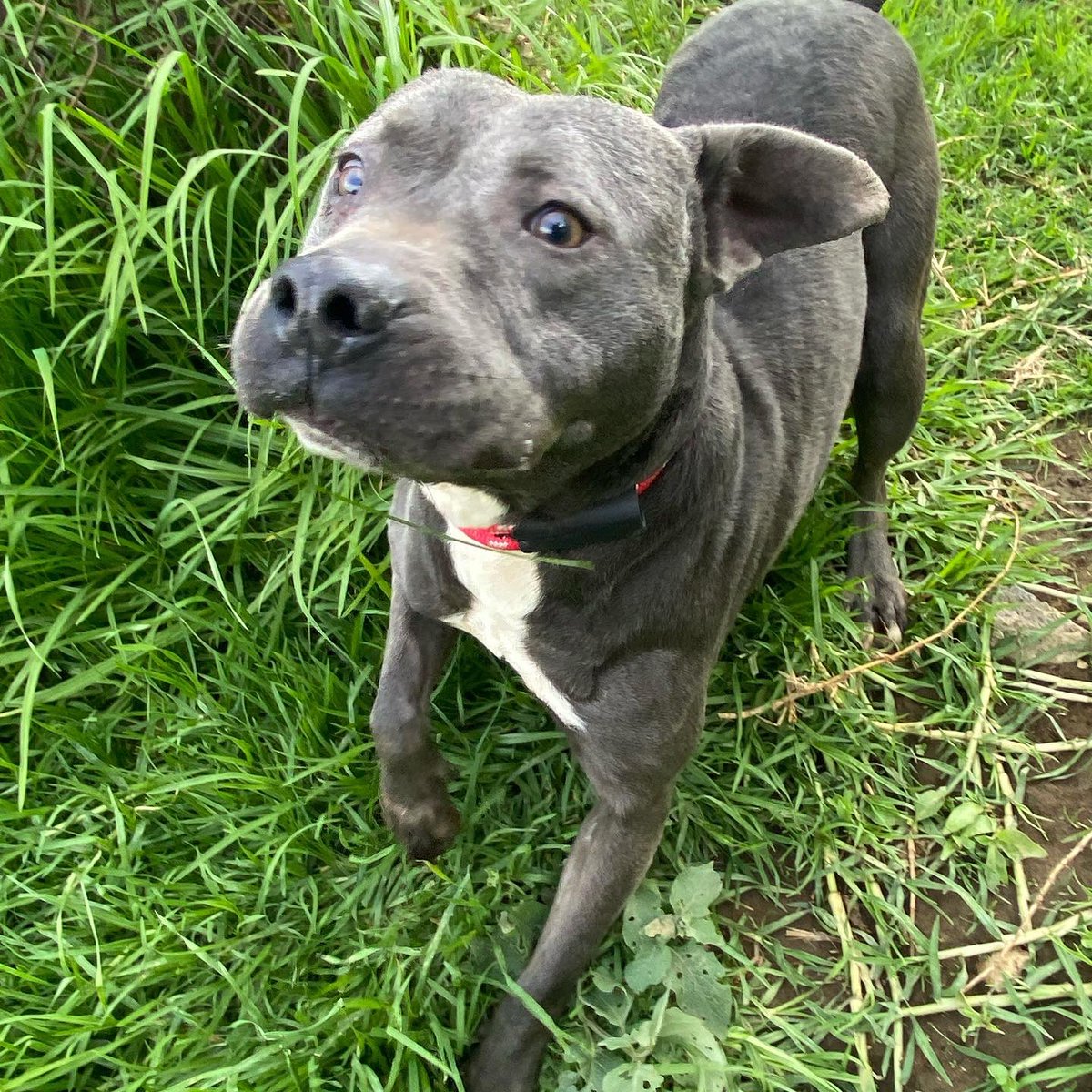 Hola amigos!! Soy CACHETES ¿me recuerdan? Me salvaron de un Mercado, todo golpeado y mal… Ahora estoy sano y listo para ser el perrito amoroso de una familia. 
Debo ser perro único.
Tengo 3 años aprox. #pitbull 
Si estás interesad@ por favor envía whapp 5531483127
💜🐾🐾