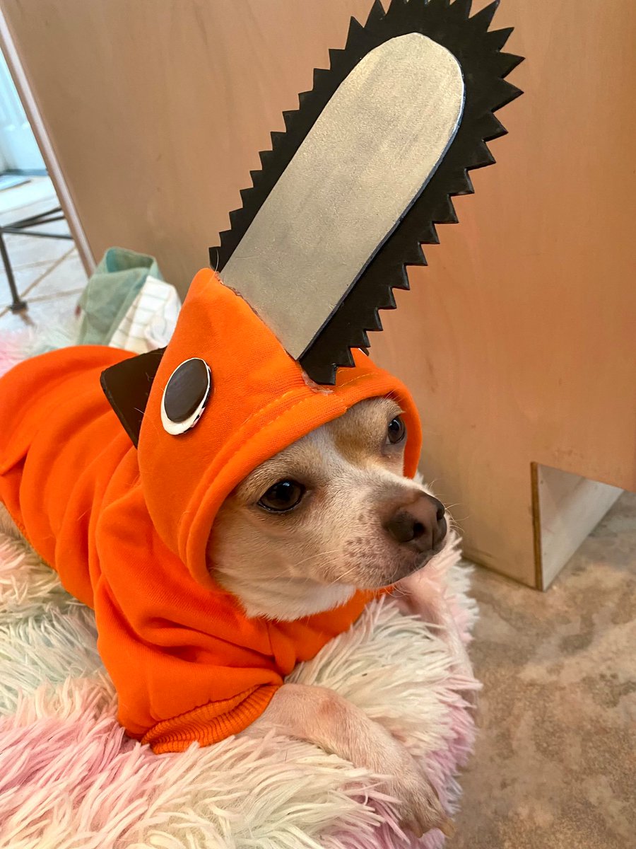 miccostumes's tweet photo. Pochita๐
Cr: @xGabbyNu
.
.
#Pochita #cosplay #pet #anime #manga #power #cosplay #cosplayer #stream #streamer #cosplaylife #cosplaydog #miccostume #cool #coolcosplay #pet #cutepet #animalcosplay #dailycosplay #dogcosplay #petcosplay https://t.co/l9tq6dpIds