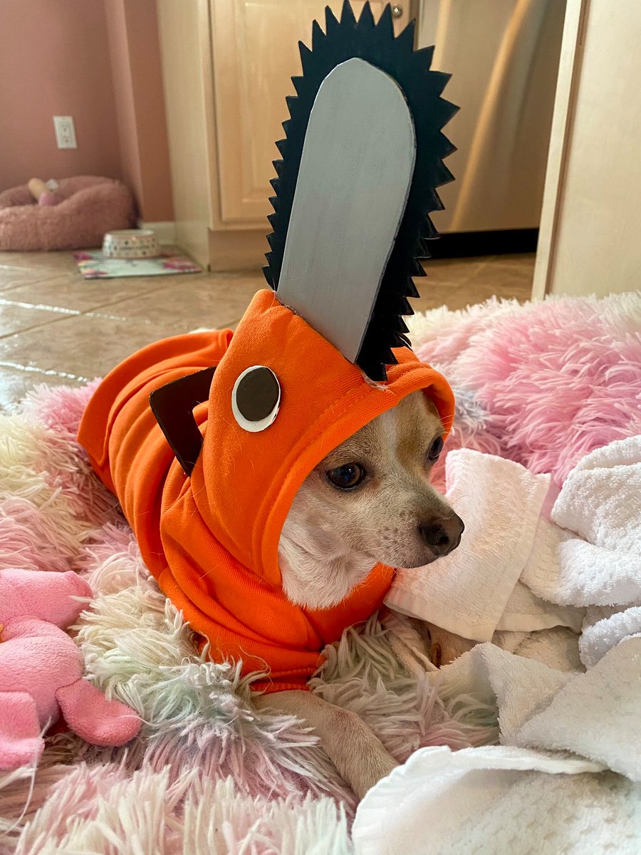 miccostumes's tweet photo. Pochita๐
Cr: @xGabbyNu
.
.
#Pochita #cosplay #pet #anime #manga #power #cosplay #cosplayer #stream #streamer #cosplaylife #cosplaydog #miccostume #cool #coolcosplay #pet #cutepet #animalcosplay #dailycosplay #dogcosplay #petcosplay https://t.co/l9tq6dpIds