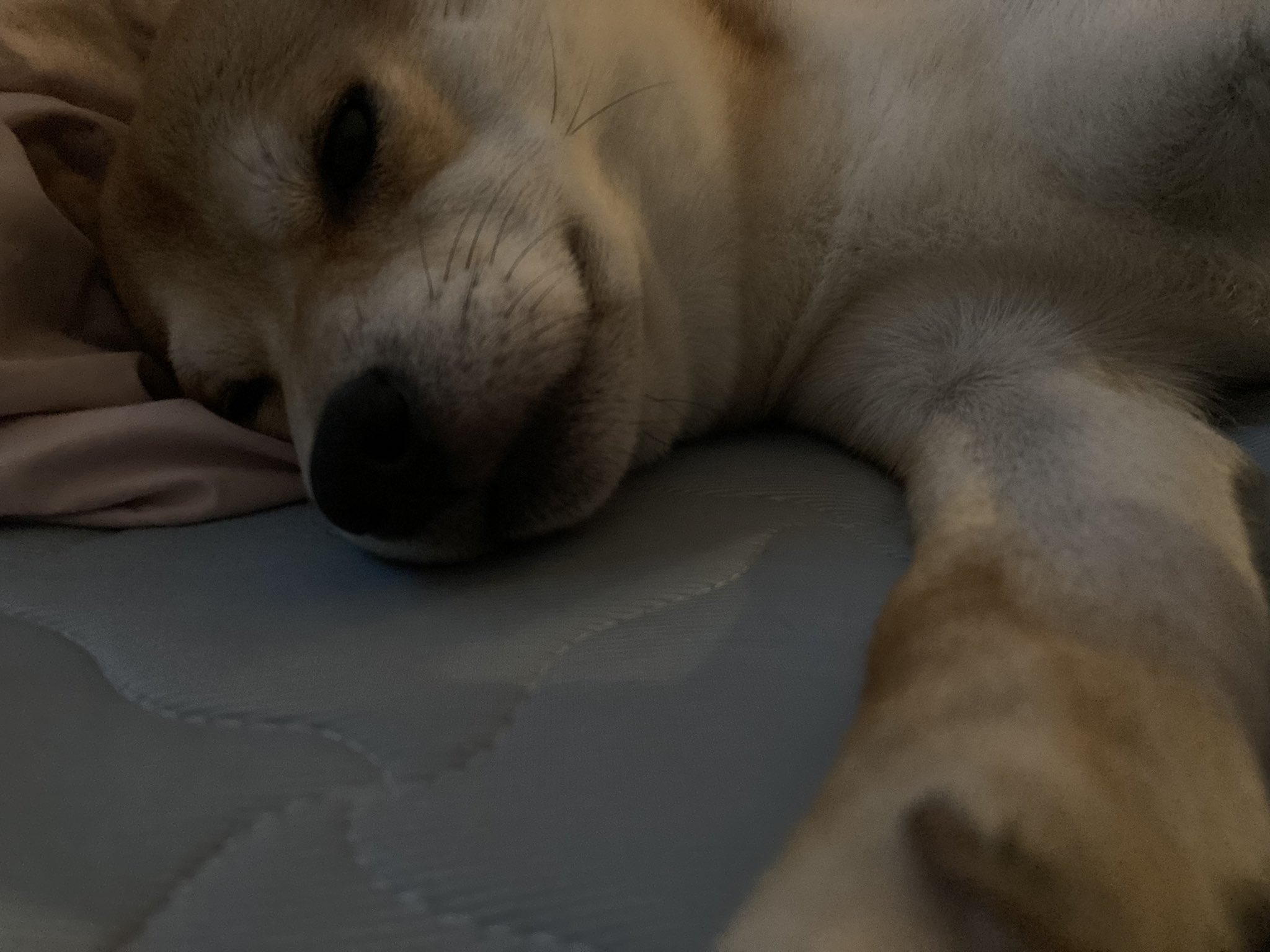 تويتر さとぼう على تويتر あたりめちゃん おはよう いーっぱい遊ぼうね あたりめ 柴犬 愛犬 犬 T Co Egznngvj8o
