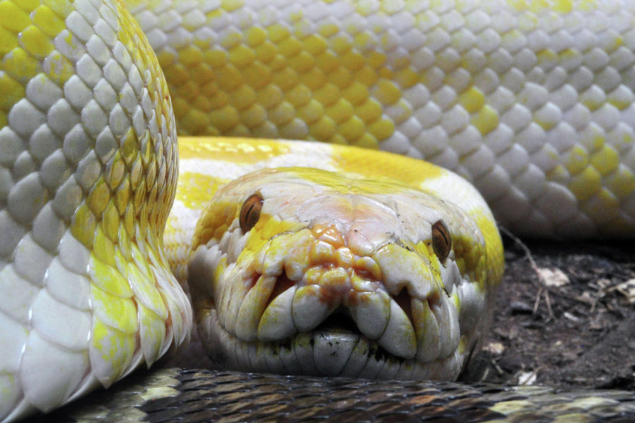 ashley_addo's tweet photo. It's World Snake Day. Here's my snek. https://t.co/xFNUWf0sox