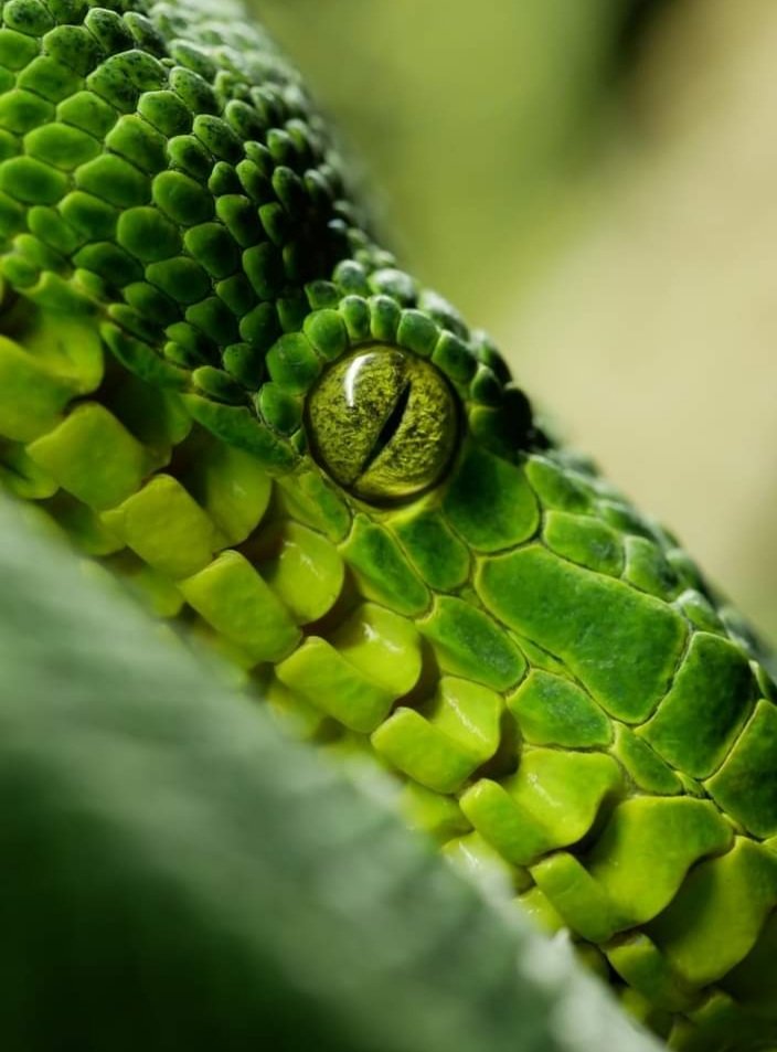 TerraNaturaZoo's tweet photo. Hoy celebramos el #Díadelaserpiente 🐍
En el interior del volcán de @TerraNaturaZoo #Benidorm podrás conocer a las #serpientes más increíbles y venenosas del planeta y también descubrirlas de cerca durante la Experiencia 'Discovery Reptiles'
🌎 #WordSnakeDay
#conservación https://t.co/lOdEPGgFv9