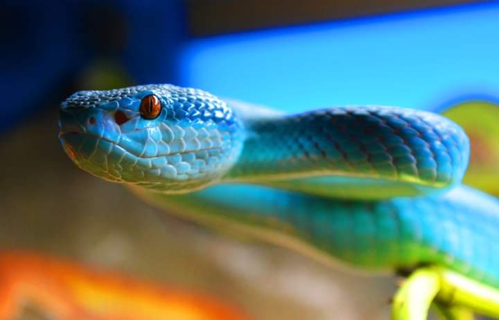 TerraNaturaZoo's tweet photo. Hoy celebramos el #Díadelaserpiente 🐍
En el interior del volcán de @TerraNaturaZoo #Benidorm podrás conocer a las #serpientes más increíbles y venenosas del planeta y también descubrirlas de cerca durante la Experiencia 'Discovery Reptiles'
🌎 #WordSnakeDay
#conservación https://t.co/lOdEPGgFv9