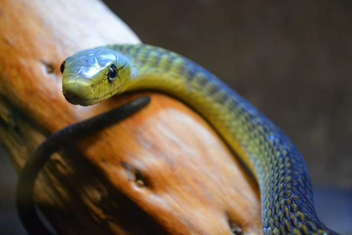 TerraNaturaZoo's tweet photo. Hoy celebramos el #Díadelaserpiente 🐍
En el interior del volcán de @TerraNaturaZoo #Benidorm podrás conocer a las #serpientes más increíbles y venenosas del planeta y también descubrirlas de cerca durante la Experiencia 'Discovery Reptiles'
🌎 #WordSnakeDay
#conservación https://t.co/lOdEPGgFv9