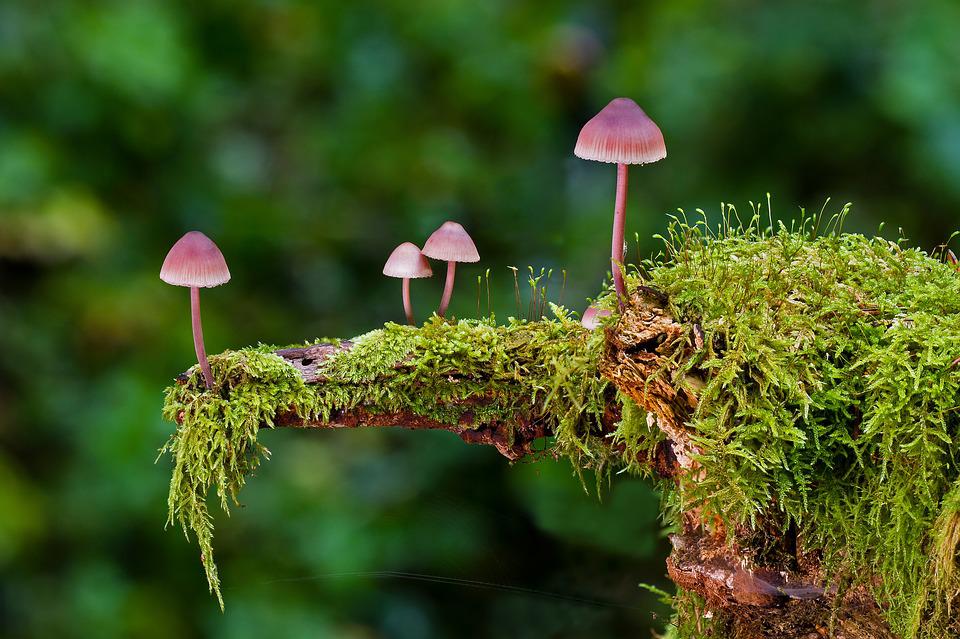 MantarSatis's tweet photo. Mantar ne zaman toplanır, zehirli olduğunu nasıl anlarız, hangi mantar yenmez, Türkiye'deki mantar çeşitleri
#mushrooms
#fungi
#mycology
#mantar
 https://t.co/HQQiXEdVQC https://t.co/gwTHAwMgwO