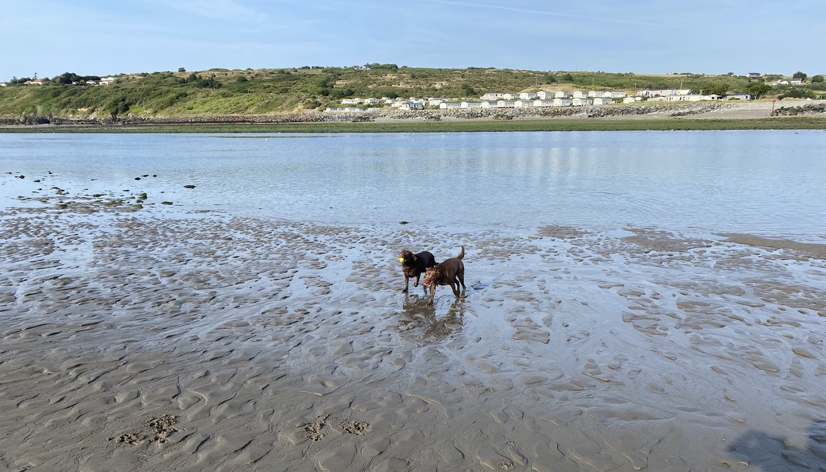 CocoAndBear3's tweet photo. Low tide but we still found the water #Swimming #PoppitSands https://t.co/xtksAHC1OP