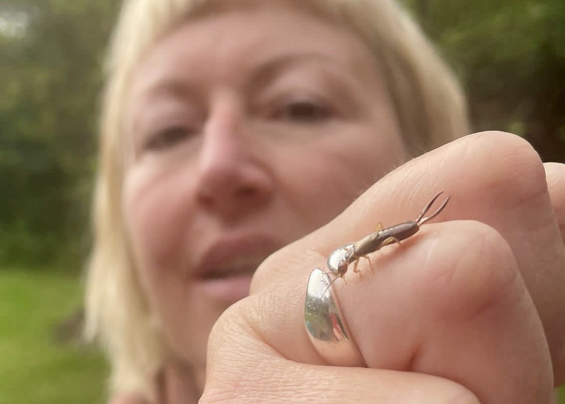 smartyfish's tweet photo. I can’t remember the last time I saw an earwig..

.. or lacewing, silverfish, devils coach horse beetle, cranefly, cricket

Insects &amp; bugs of my youth have disappeared 😨

We’re in an invertebrate apocalypse &amp; it’s terrifying 🦗💀

#EcologicalCrisis @Buzz_dont_tweet  @DaveGoulson https://t.co/P4XQtJnb2f