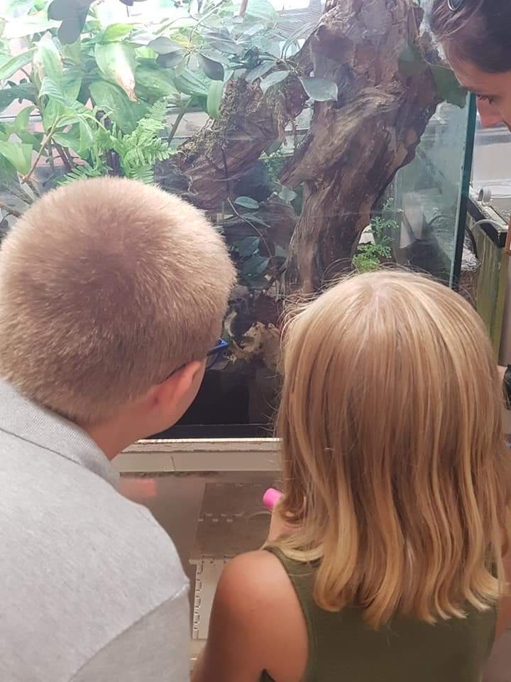 onedaywithNan's tweet photo. @DrWildlife The kids and I had a blast watching the leaf-cutter ants (&amp; more) on a behind-the-scenes Wild Encounter @TheTorontoZoo. Amazing small worlds! 

#onedaywithnan #kidlets #stemkids #stemeducation https://t.co/JP0958bxMw