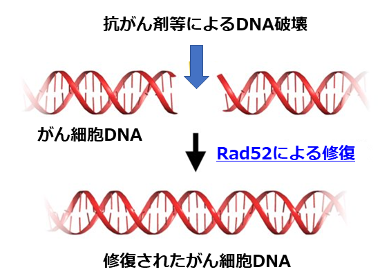 antin_antin's tweet photo. 破損したがん細胞のDNAは、Rad52によって修復されます。Rad52が特に優先的に働く特定の乳がん・子宮がん・がんには、大きな効果が期待できます。詳細はWEBで → https://t.co/LKyFKacHfu #乳がん #子宮がん #academist #抗がん剤 #Rad52
御支援よろしくお願いします。 https://t.co/rZ4U2GaiFX