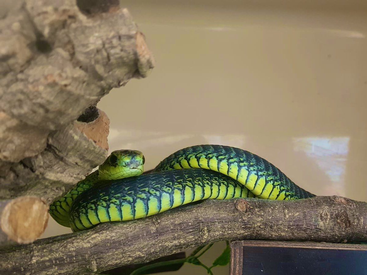 Happy #WorldSnakeDay, from all of us here at the CSRI! 🐍