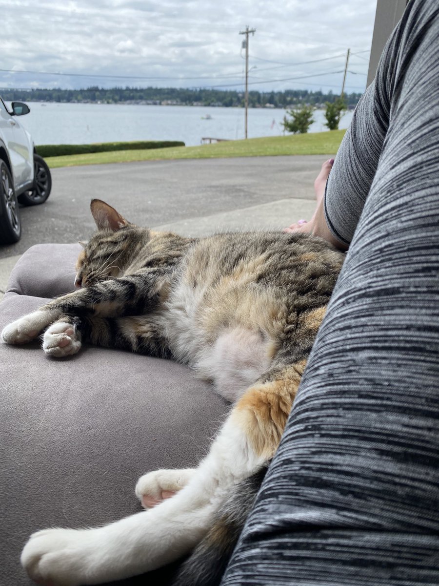 Robin323's tweet photo. Lazy day. 💛 https://t.co/LNF6ScMeYa