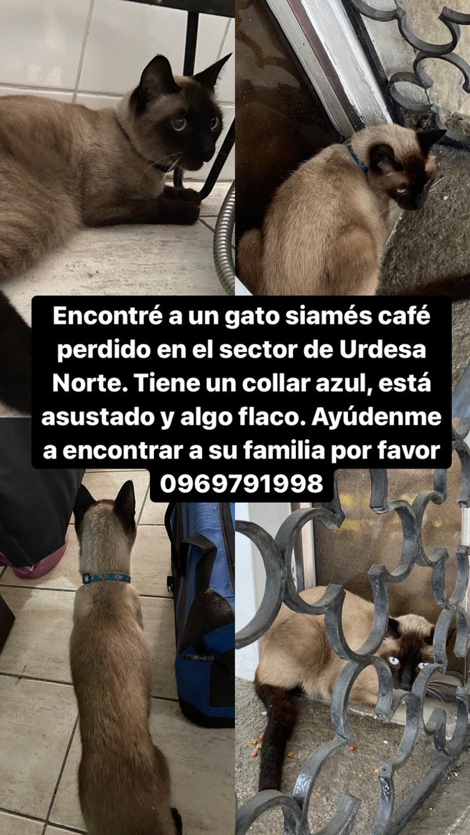 FChevasco's tweet photo. ENCONTRÉ A UN GATO SIAMÉS COLOR CAFÉ EN URDESA NORTE. 

LLEVA PUESTO UN COLLAR AZUL, ESTÁ ASUSTADO Y PARECE QUE NO HA COMIDO EN UN TIEMPO.

AYÚDENME A ENCONTRAR A SU FAMILIA. 

CONTACTO: 0969791998 https://t.co/qOsGP0WwZW