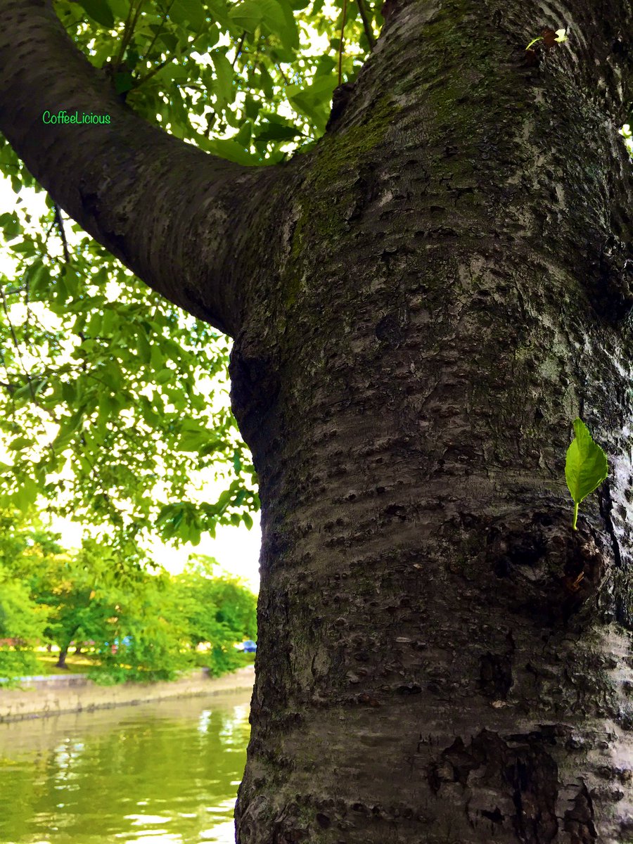 LiciousCoffee's tweet photo. A π³ in the Park
#nature #naturelovers #NatureBeauty #NaturalBeauty #NaturePhotography #NaturePhotographer #photographylovers #Summer #Nature_Walk #NationalPark #Park #trees #PhotographyIsArt https://t.co/X6JUOWBkH7