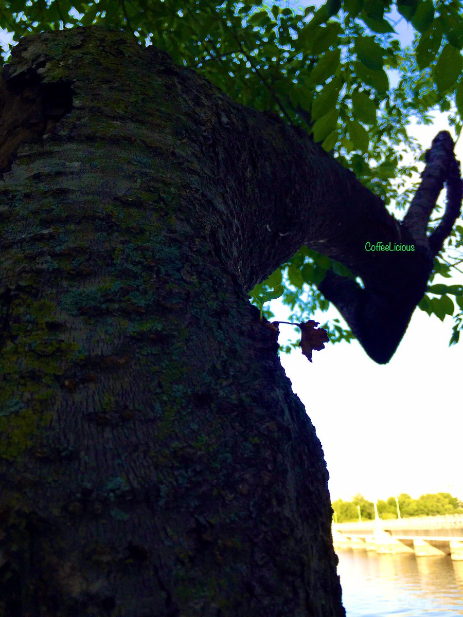 LiciousCoffee's tweet photo. A π³ in the Park
#nature #naturelovers #NatureBeauty #NaturalBeauty #NaturePhotography #NaturePhotographer #photographylovers #Summer #Nature_Walk #NationalPark #Park #trees #PhotographyIsArt https://t.co/X6JUOWBkH7