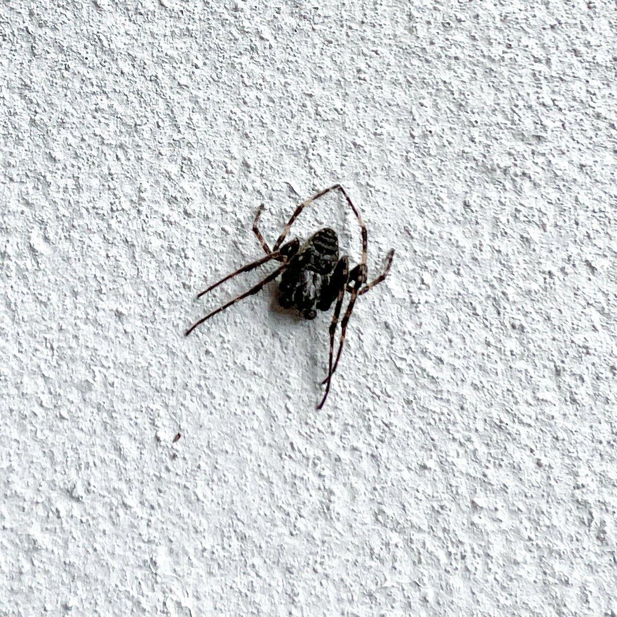 SamuelJamesHill's tweet photo. @BritishSpiders Hiya. Had a great day finding spiders but this one was new to me. Can you help me out? In High Weald on a sunny barn wall. https://t.co/LsDQ33n9Ki