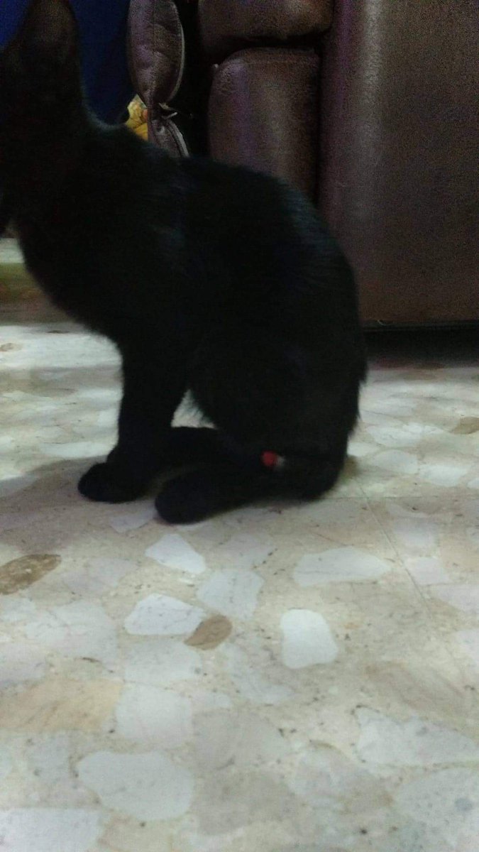 SilviaMylo's tweet image. Tiene 4 meses y un psicópata le ha cortado el rabo ‼️ 😢
La familia que lo tiene paga el vete para que le amputen del todo, está mal 😢pero no se lo queda, el lunes va a la calle 😢
Necesita una acogida, es un cachorro 😢 💔
En Coria del Río, Sevilla 
611416751
😢 🆘 📢 📢 📢