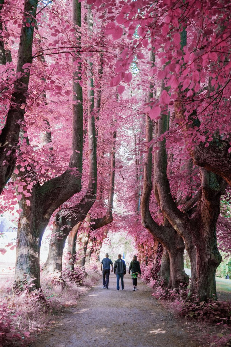 kenmik15's tweet photo. Daydreaming. #photography #PhotoOfTheDay #inferred #nature #naturelovers #Pink https://t.co/gyTGZPNlhj