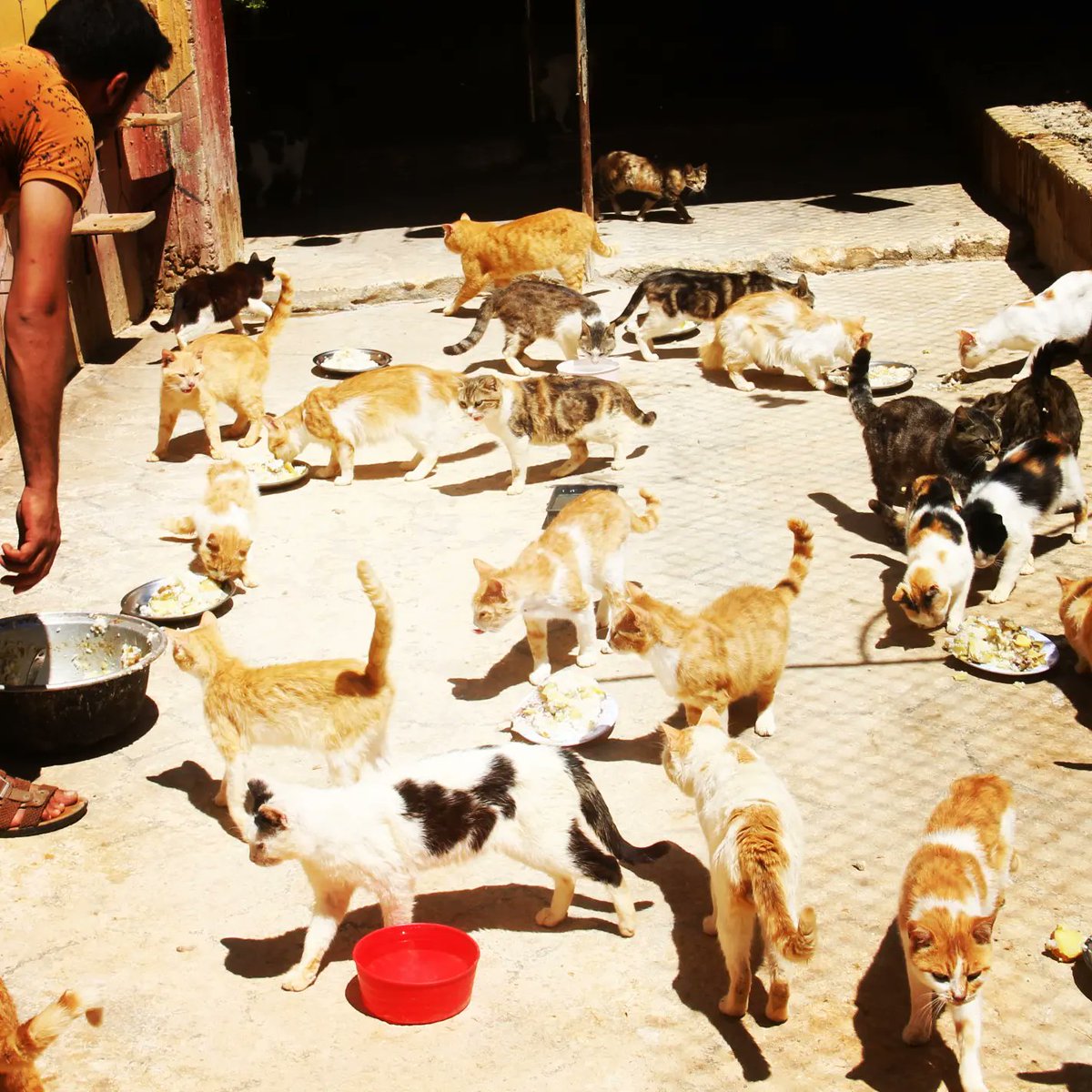 pictures of cats in our shelter and meals for more than 160 cats 20 dogs and puppies Please donate to raise food costs Every day we need about 80 kg of food to take care of these creatures
Paypal Donation
paypal.com/cgi-bin/webscr…
Or adonation link gofundme
gofund.me/148f3ddc