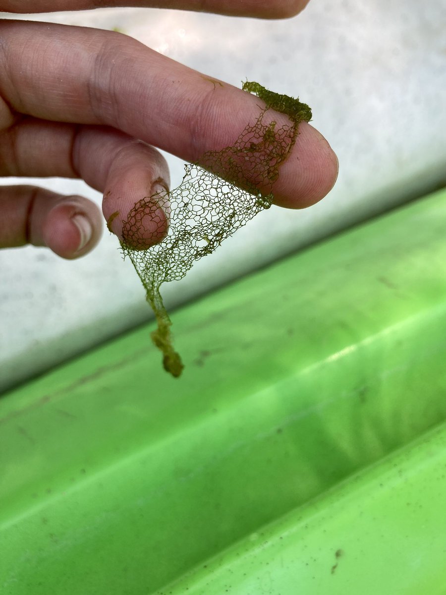 aquatic_abby's tweet photo. Found lots of #hydrodictyon nets while paddling today. Continuously amazed by algal structures https://t.co/RqNx0kzGNj