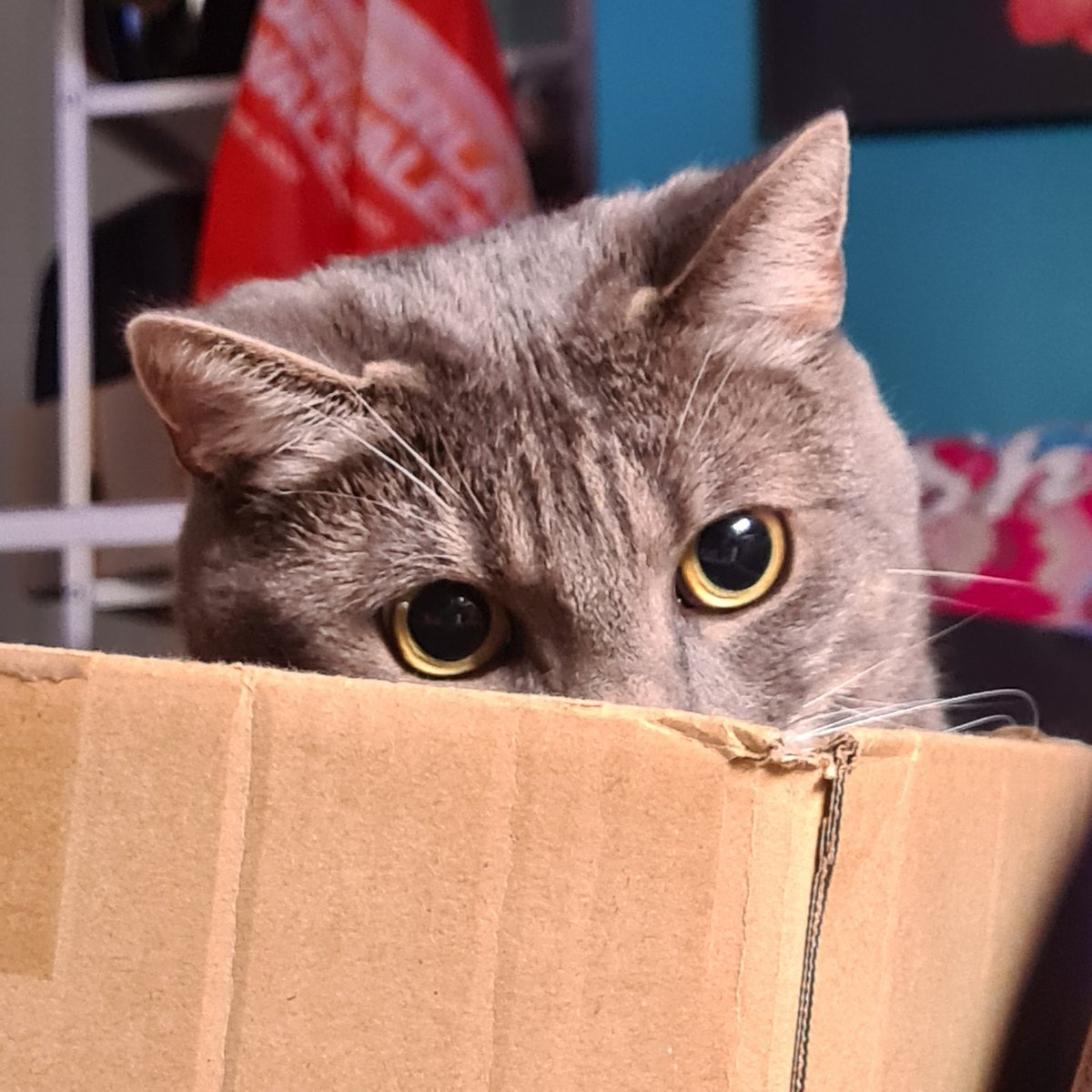 I'm keeping my eye on you..

#boxlife #CatsOnTwitter #CatsOfTwitter
