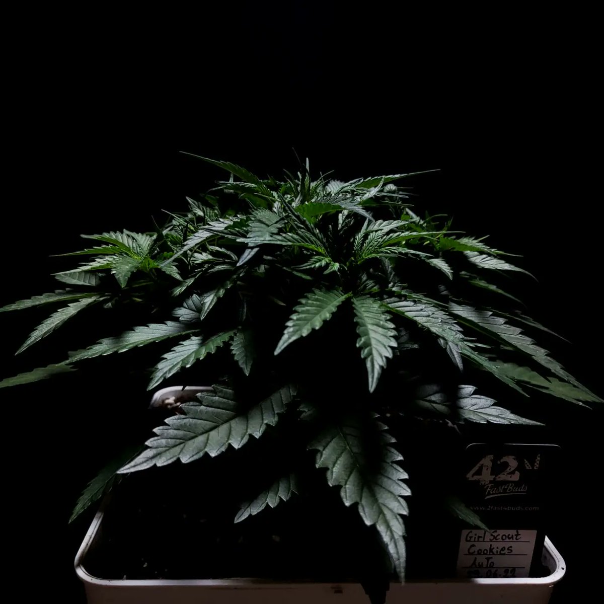 Girl Scout Cookies • Fastbuds
<a href="/420fastbuds/">MyFastBuds</a>