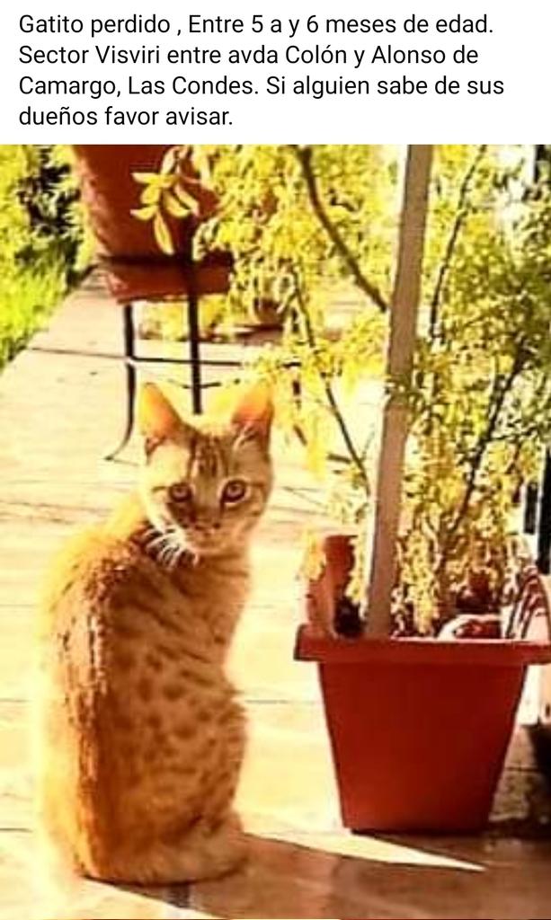 #GATITO #ENCONTRADO #lascondes sector Visviri /Alonso de Camargo, 6 a 5 meses de edad, se busca a sus dueños +56982996267 <a href="/AnimalParaiso/">AnimalParaíso</a> <a href="/clubgaterogrupo/">Fundación ClubGatero</a> <a href="/carolinapinoc/">Caro 🌲 C.</a> <a href="/BlanquitaMontt/">Blanquita Montt</a> @AdopGatosChile <a href="/kattykowaleczko/">Katty Kowaleczko</a> <a href="/Fundacion_CIMA/">Fundación C.I.M.A. Chile</a> <a href="/mascotalerta/">Fundación MASCOTALERTA</a> <a href="/arca_chile/">Fundacion Arca Chile</a> <a href="/FunaAnimalChile/">Funa Animal Chile</a>