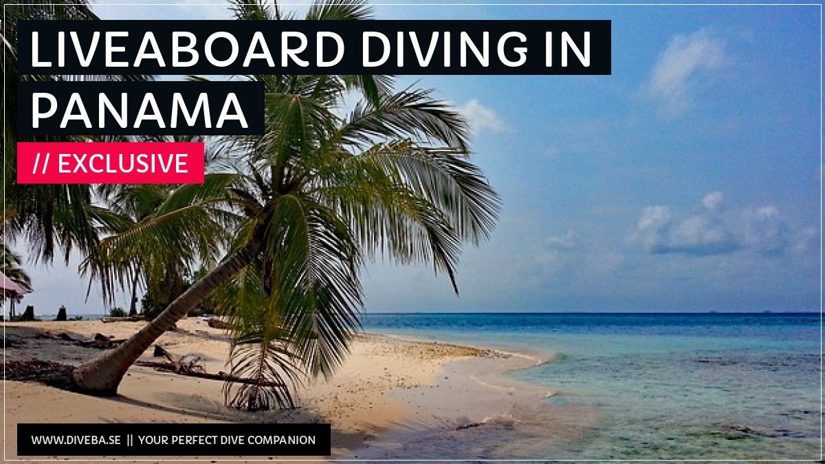 divebaseapp's tweet image. Todays highlight: 

✔ Liveaboard diving in Panama

📲 Download the #Divebase App for iOS and Android and discover great dive locations! go.diveba.se