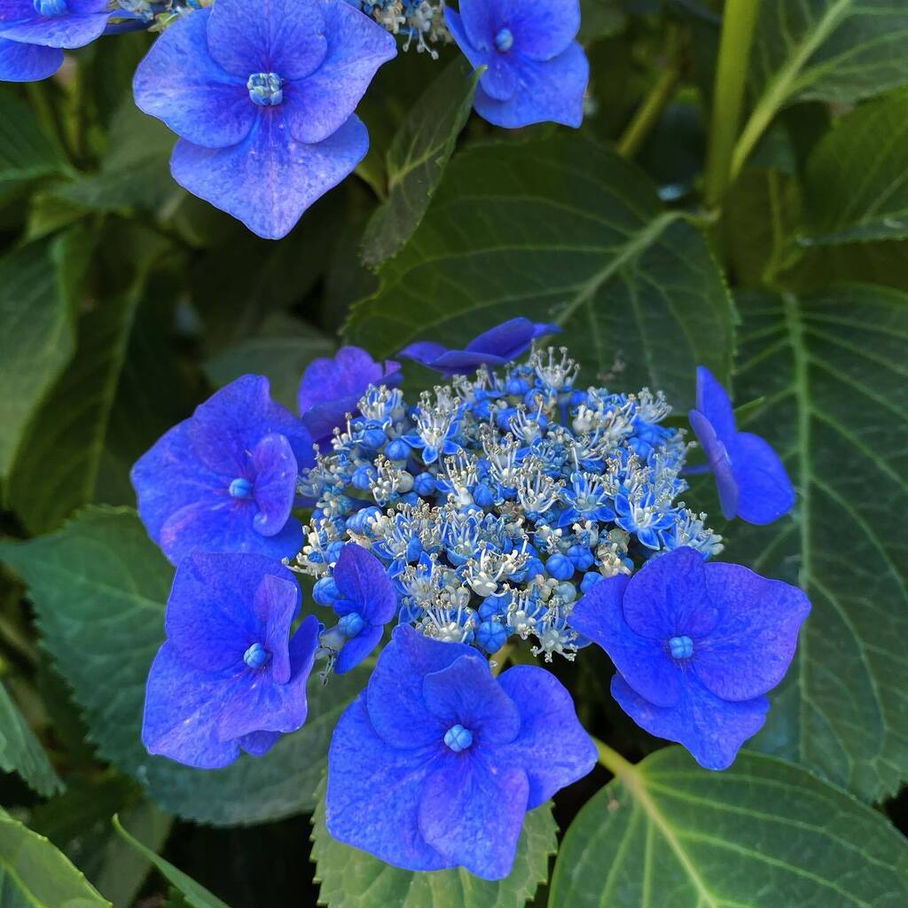 lodoeth's tweet photo. Evening garden therapy. 🧬 https://t.co/Ttqi0MCNqX