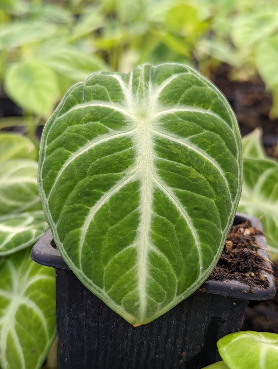 BlueMoonTropics's tweet photo. Alocasia Ninja
#planttherapy #houseplants #plants #plantlife #alocasia https://t.co/MOv2WMjZzq