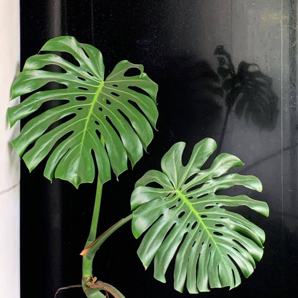When’s the last time you turned a new leaf? 🌿 #ROGUESTORIES instagr.am/p/CgFoiGtOkcb/