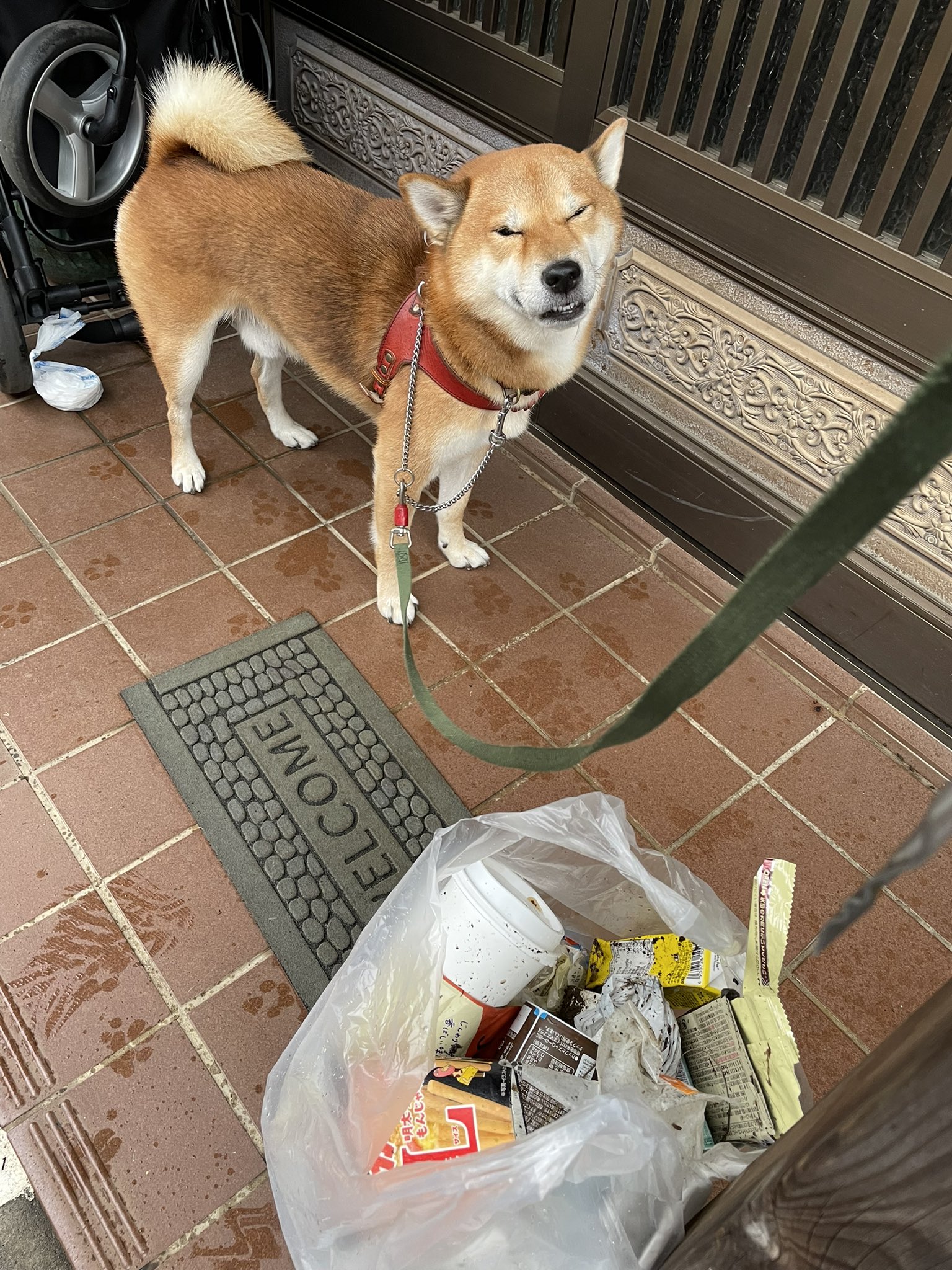 Jin Shiba Jin Twitter