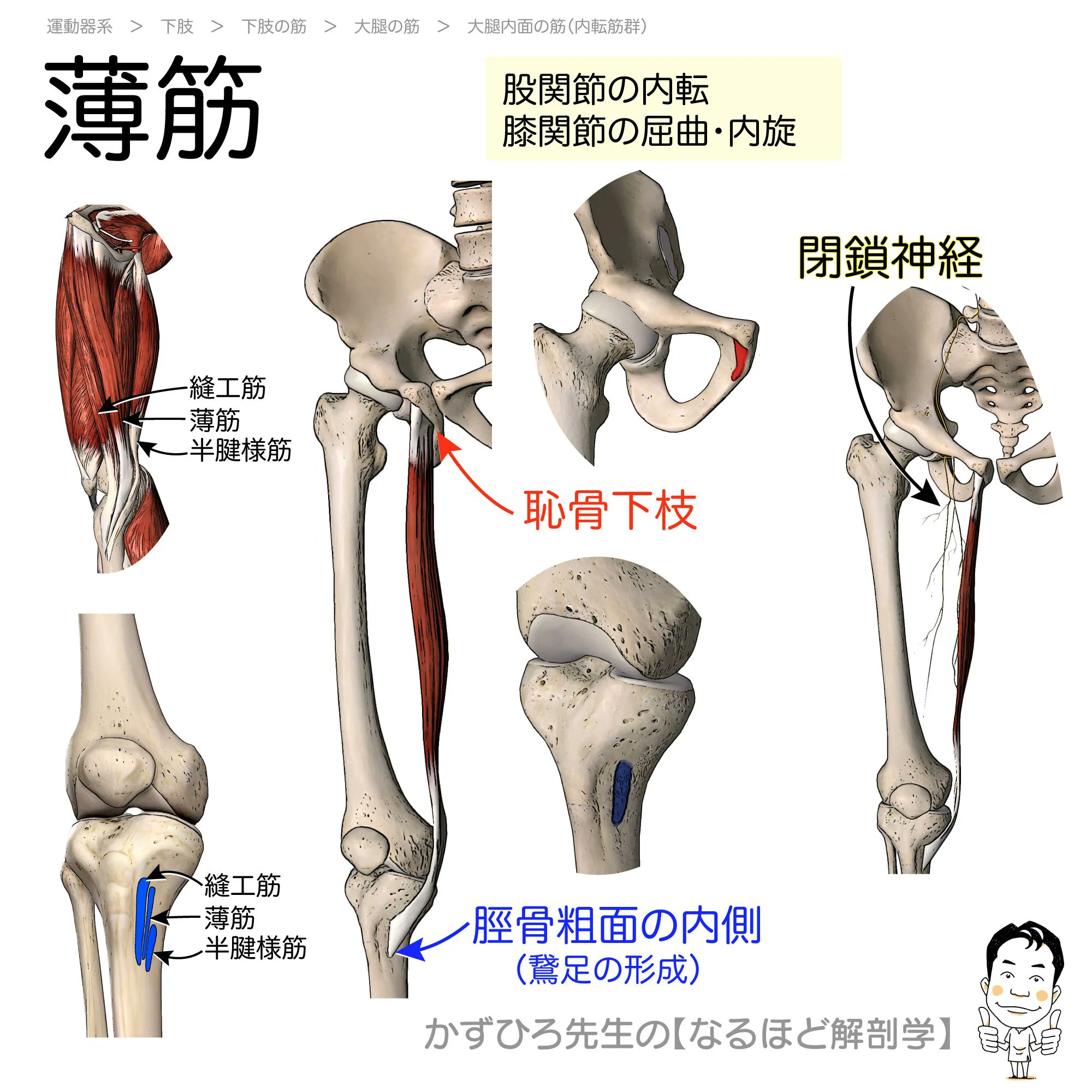 moco  解剖学・概論 黒澤一弘（かずひろ）解剖学IT教育・指圧師・ラダック on X
