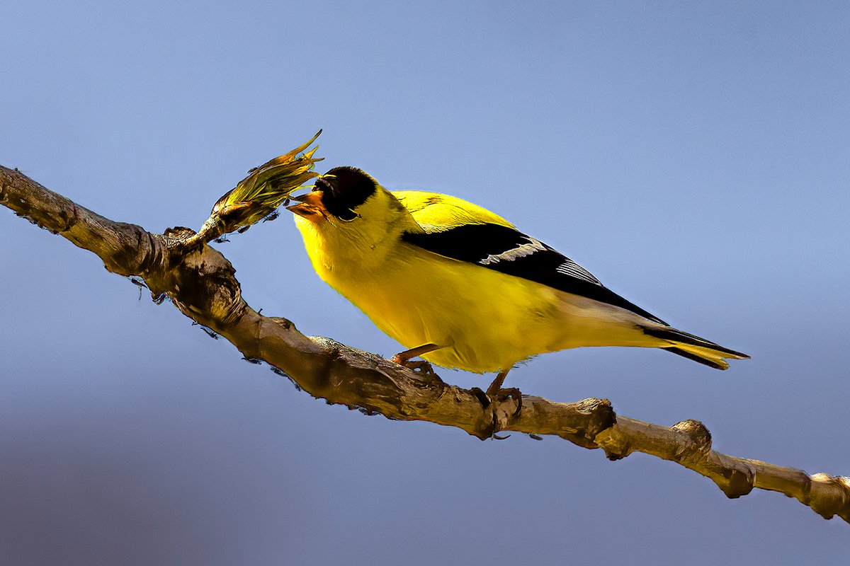 rickshea's tweet photo. Goldfinch Buffet. A parade of ants on a branch proving that follow-the-leader can be a dangerous game. #Goldfinch #Birds #BirdPhotography #TwitterNatureCommunity #NaturePhotography #Birding #BirdWatching #BirdsSeenIn2022 #Nature https://t.co/03L0Pqu584 https://t.co/YLtAEc3dZx