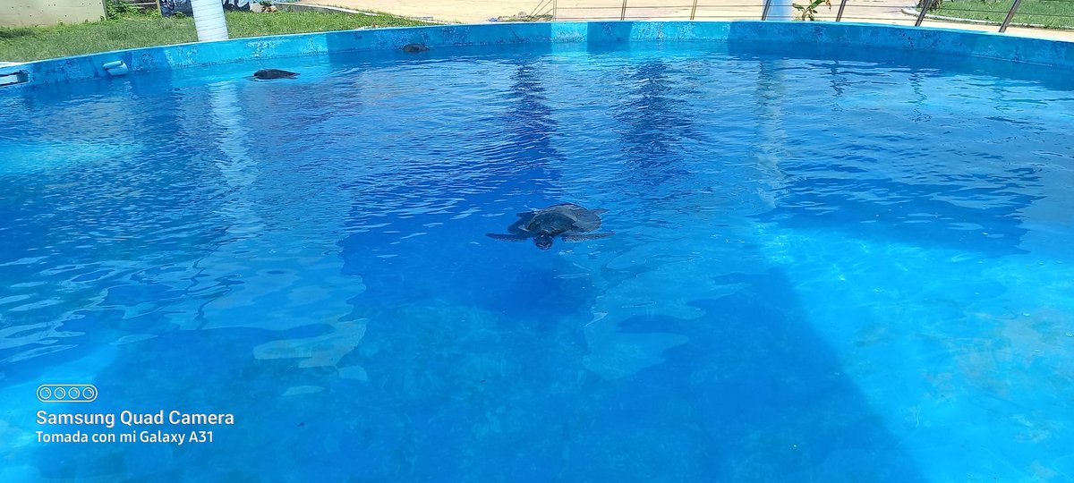 Apacible se ven las tortugas descansando en su gran estanque.  Con grandes lonas qué permite estar frescas.