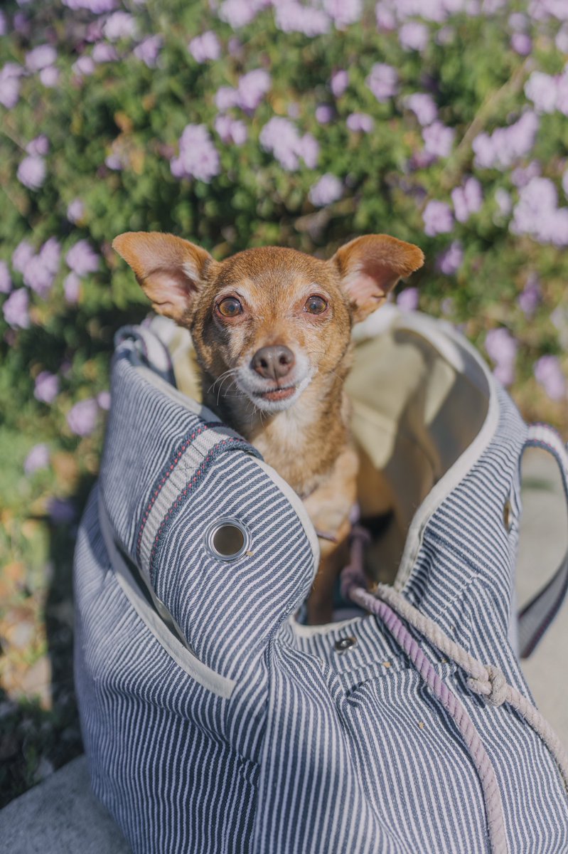 Rescue Rue (@rescuerue) on Twitter photo A little preview of some photos taken with <a href="/love___and_luna/">loveandlunaphotography</a> — anyone else enjoying their weekend as much as this little face?? #rescuerue #fureverfriend #dog A little preview of some photos taken with <a href="/love___and_luna/">loveandlunaphotography</a> — anyone else enjoying their weekend as much as this little face?? #rescuerue #fureverfriend #dog