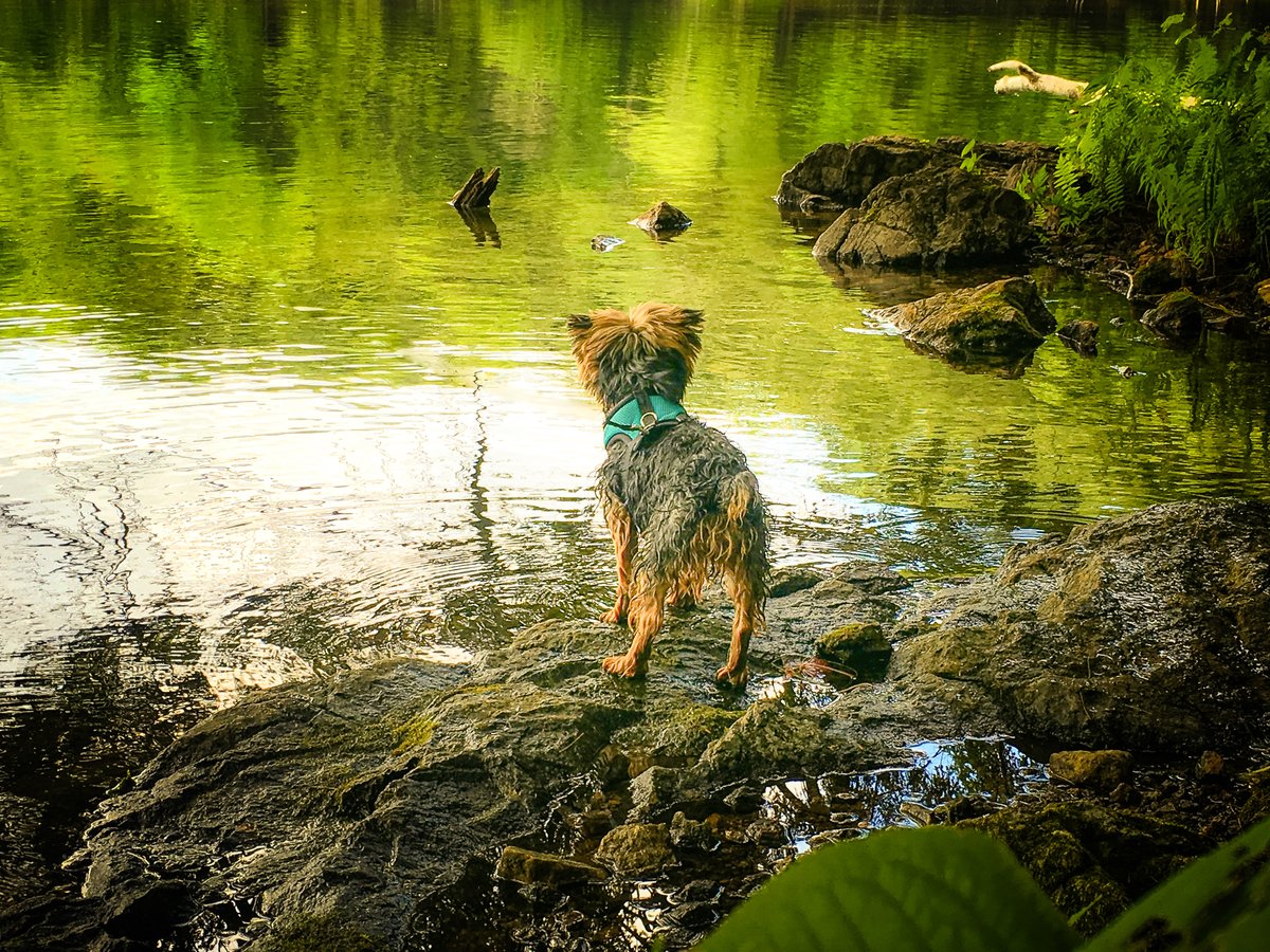 A dirty dog is a happy dog!
#mydog #yorkie #SeniorPupSaturday #nature #photography #ThePhotoHour #snoopdog #wetdog #ontariocanada #provincialpark #yourshot