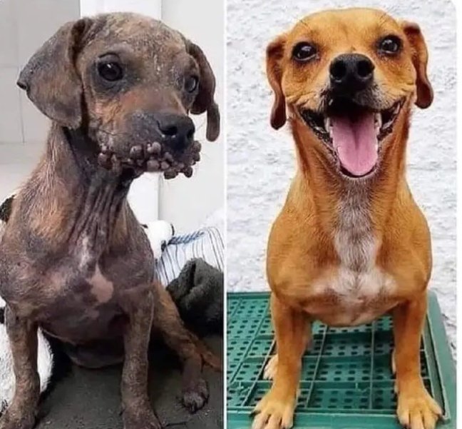 FiloProtector's tweet photo. Sabes que todavía hay esperanzas cuando vez a alguien cambiarle el futuro a un perrito callejero 🐾🧡
#AdoptaNoCompres https://t.co/iMdgcQJL17