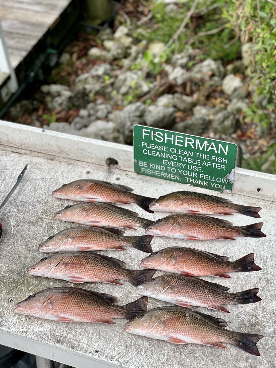 DarrenJDavisGCS's tweet photo. #sunrise #favoritetimeofday #goodlandflorida Great day on the @carolina_skiff Limited out on #mangrovesnapper by 10:00 a.m. @EvergladesNPS @MinnKotaMotors #backwaterfishing #swfl #workhardplayhard #itstheweekend #skiffsummer https://t.co/IZIN3j4A9c