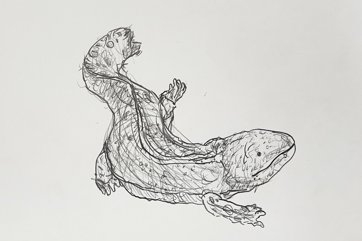 オオサンショウウオ のイラスト マンガ コスプレ モデル作品 71 件 Twoucan