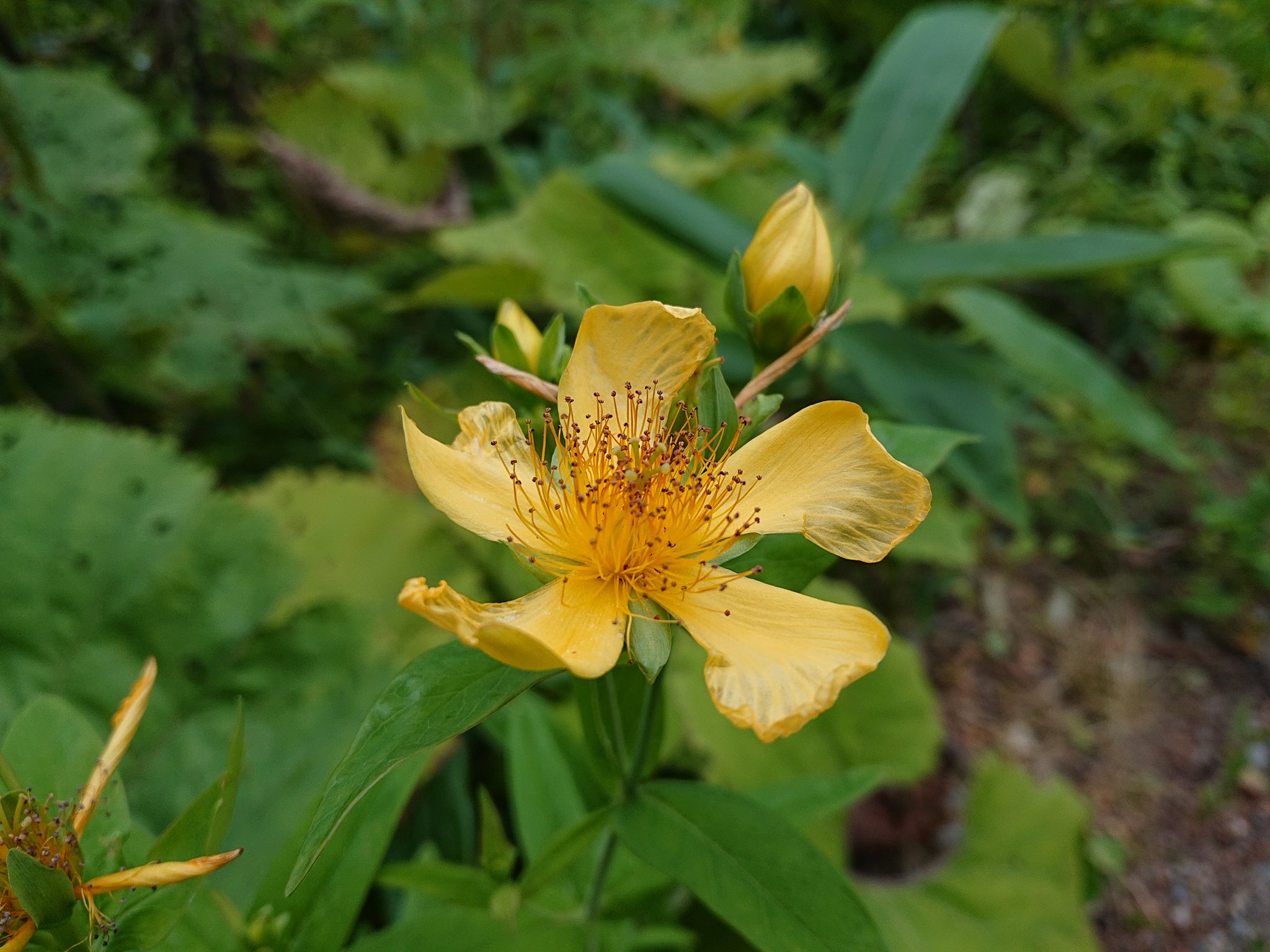 Mamezo Don 179 おはようございます 昨日の野幌森林公園です エゾスズランが目立つようになり開花してきています トモエソウ エゾイヌゴマ ツバメオモトの実 綺麗に色づいています 野幌森林公園 今日もよろしくお願いします T Co