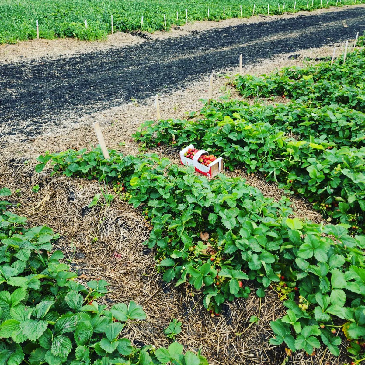 TastyHeatsFoods's tweet photo. Strawberry ๐ Picking ....
#Strawberry #strawberrypicking #Manitoba #localbusiness #SupportSmallBusiness #winnipegbusiness #Winnipeg #upick #upickfarm https://t.co/r4vBxZbkbT