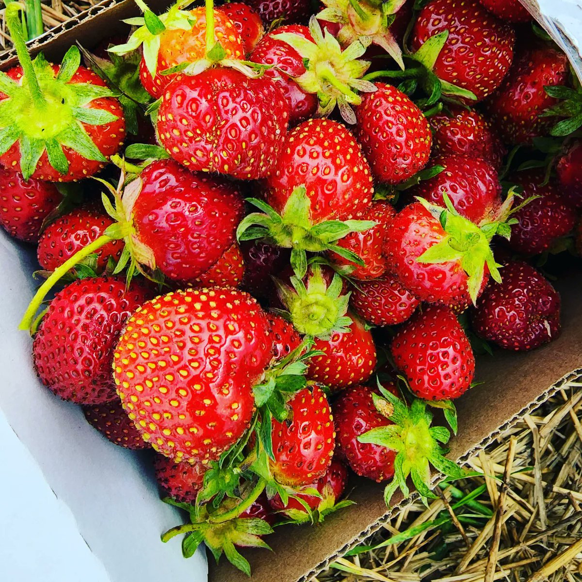 TastyHeatsFoods's tweet photo. Strawberry ๐ Picking ....
#Strawberry #strawberrypicking #Manitoba #localbusiness #SupportSmallBusiness #winnipegbusiness #Winnipeg #upick #upickfarm https://t.co/r4vBxZbkbT